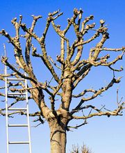 Happytree Baumpflege Lenzin Bild 2