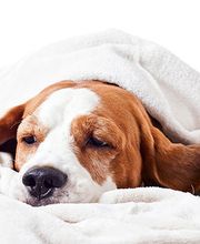 VetoAdom Sarl Bild 4