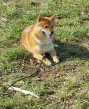 Educa'Dog image 4