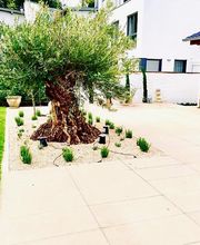 Terrassen Kreationen-Dani Zeciri-Terrassenbau Alfter