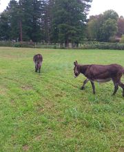 LE PETIT RADIEUX image 1