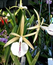 Odom's Orchids Inc image 12