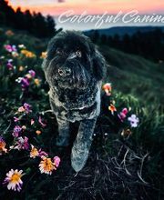 Colorful Canines image 10