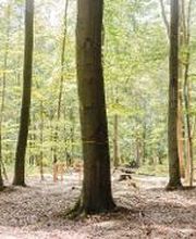 FriedWald Planitzwald Bild 2
