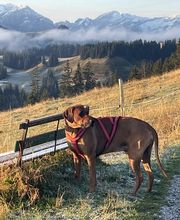 Kleintierpraxis Simmental Bild 1