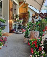 Blumen und Pflanzen Bild 8