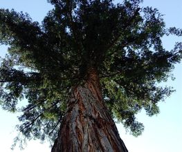 Harmonie Arbre image 4