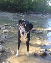 Frässeggä, für Hund & Katz