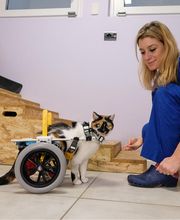 Ospedale Veterinario San Francesco immagine 3