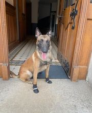 DetectDOG by HDD, Horner Détection Désinfestation sàrl Bild 5