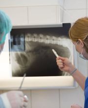 AniCura Bern Laupeneck Bild 4