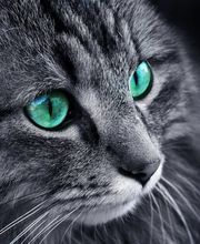 gardechat.fr image 1