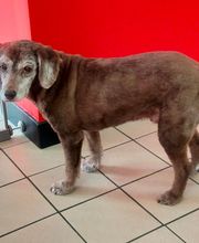 Fashion Dog image 13