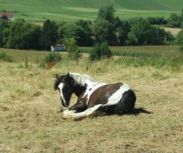 Centre Equestre de Crézancy image 11
