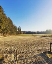 Pferdepension Almhof Thann Bild 4