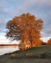 Lebasque Geraldine image 10