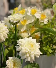 Deko Florale -Outlet- Bild 2