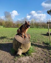 Antonio Rita Educateur et Comportementaliste canin image 16