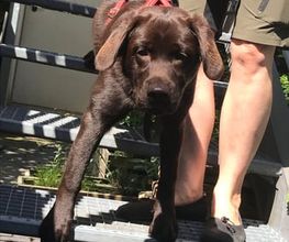 Küstenwolf Hundetraining Kiel Bild 10