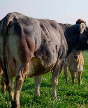 Tierarztpraxis Oeschberg AG Bild 4