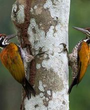 Vista Valley Tree Service Inc image 5