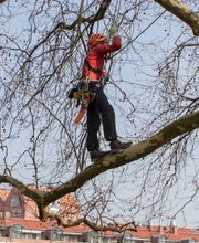 Alexander Grote baumrausch Bild 1