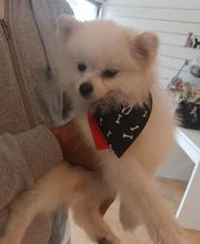 Les Animaux Chics image 16