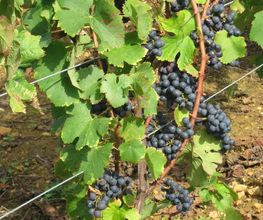 Caveau De Bacchus EARL image 13