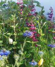 Jardins d'Ile image 18