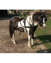 Der kleine Pferdeladen Bild 7