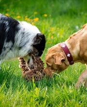 Hundecoach Melly- Mobil & Individuell Bild 6