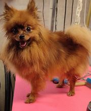 Au Toilettage de Saint Satur image 3