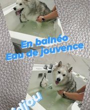 Salon de Toilettage Jenny Dog et Company image 10