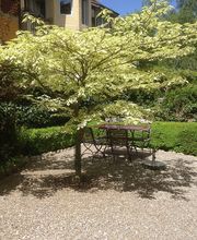 Vogel Gartenbau AG Bild 5