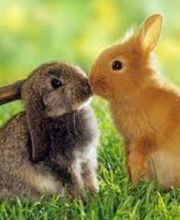 Kleintierpraxis Gerliswil AG Bild 5