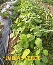 Huertos Santa ROSALÍA imagen 10