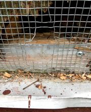 Peachtree Pest Control image 8