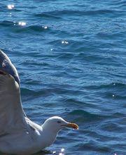 Mer méditerranée image 7