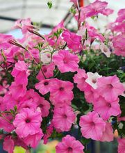 Laurie's Naturescapes image 16