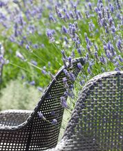 Mimosa Garden imagen 1