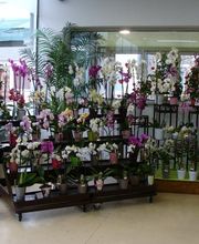 Central fleurs image 2