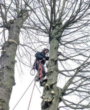 Die Baumflüsterer - GalabauM Bild 2