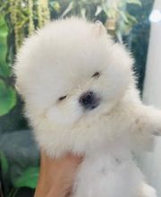 El Edén de Lilith imagen 10