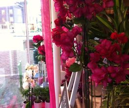 Les Secrets D'une Fleur image 11