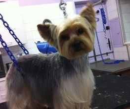 PRINCESS CANICHE image 8