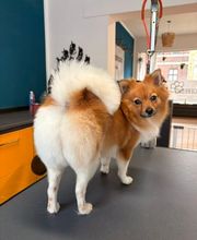Artgerecht-dogspa Bild 7
