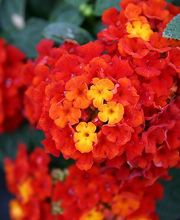 Gärtnerei Frey Bild 3
