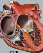 Dr. V. Nam Tran Bild 1