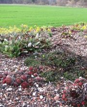 Hatt Gartenbau Bild 13