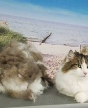 Hundesalon Farah Bild 4